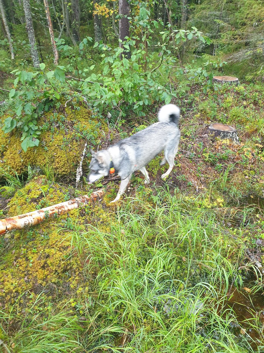 Bella , i arbete.
Jaktkamrat av bästa märke.