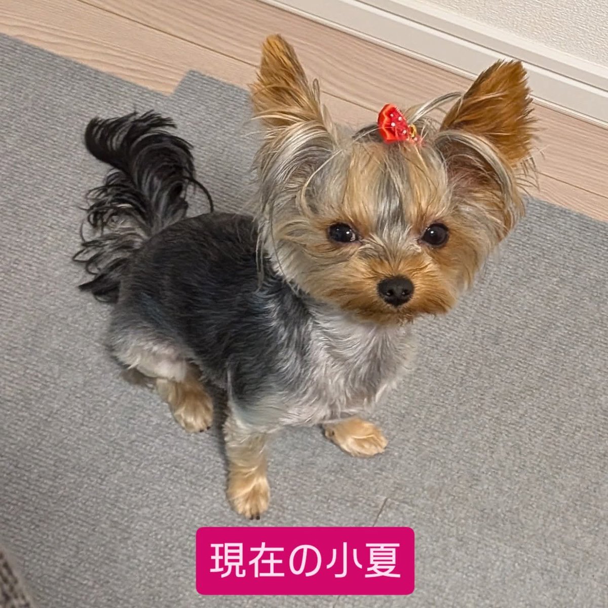 ヨークシャテリア - Search / X