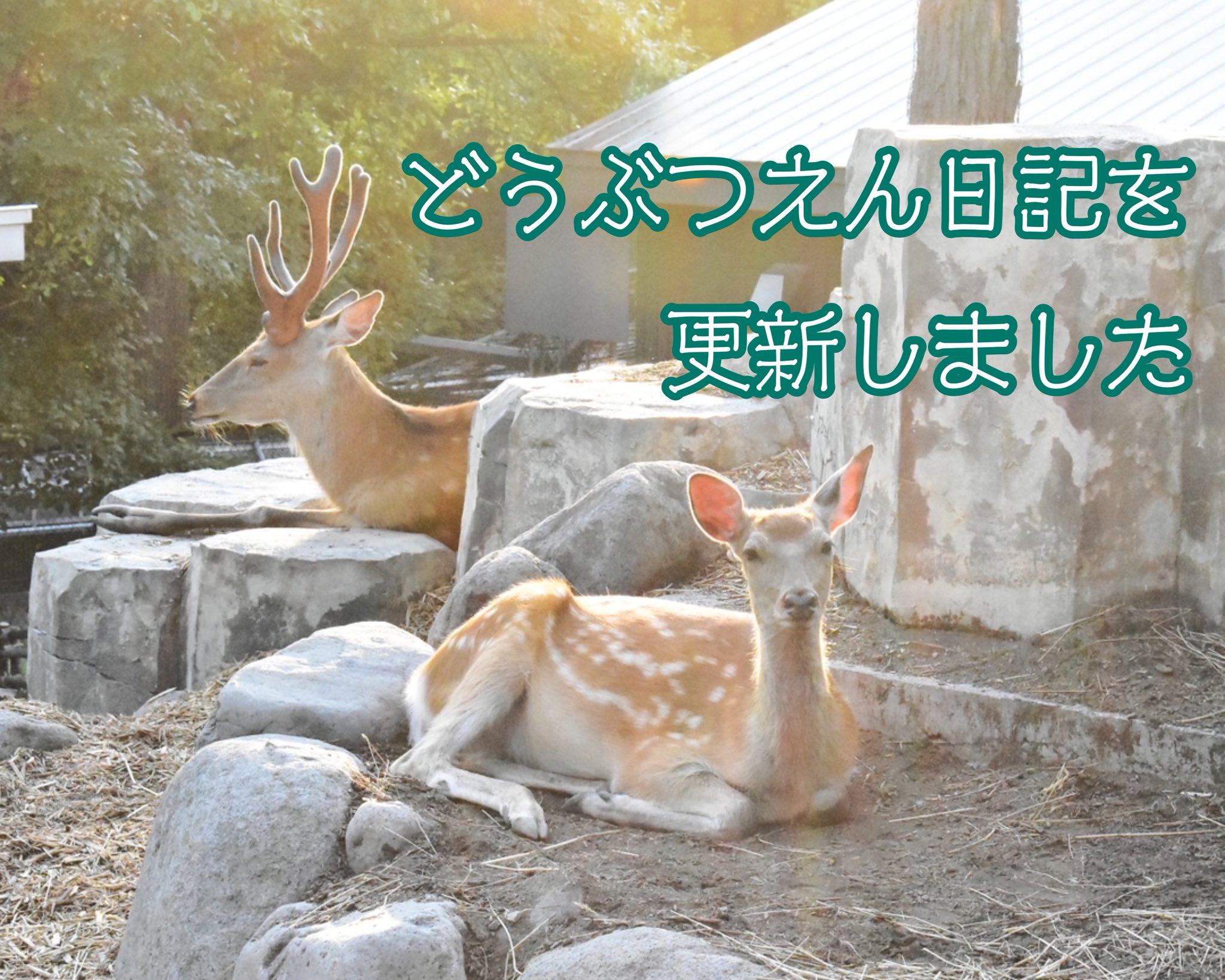 旭川市旭山動物園［公式］ on X: 