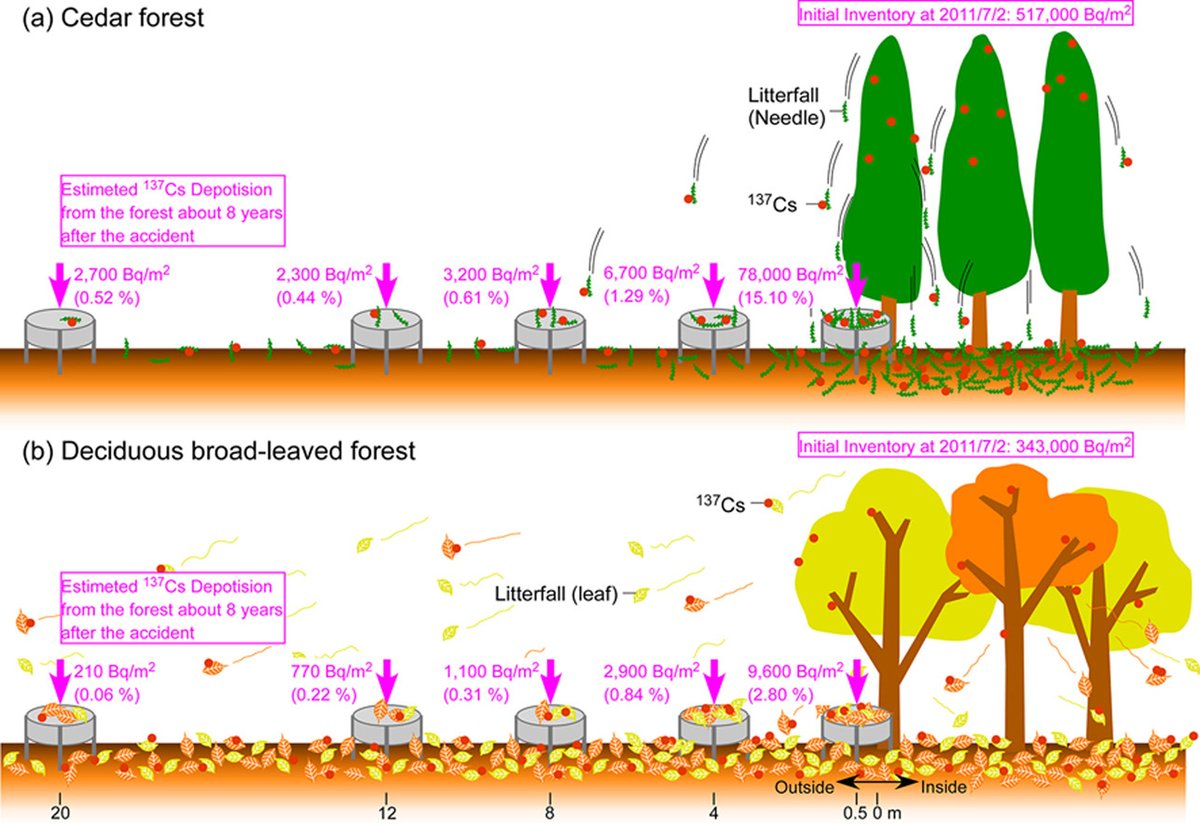 🌲☢️After the 2011 #Fukushima accident, radiocesium (¹³⁷Cs) spread from forests to nearby land via litterfall.
Up to 15% of fallout moved beyond forest edges—key for long-term remediation.
#Radiation #EnvironmentalScience #Remediation
DOI:10.1016/j.jenvrad.2025.107780