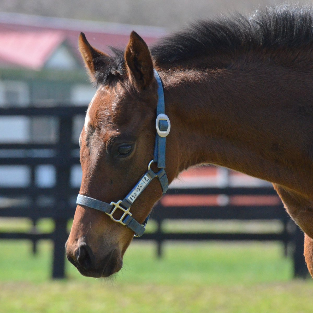 牧場ウマウマ 浦河渡辺牧場 on X: 