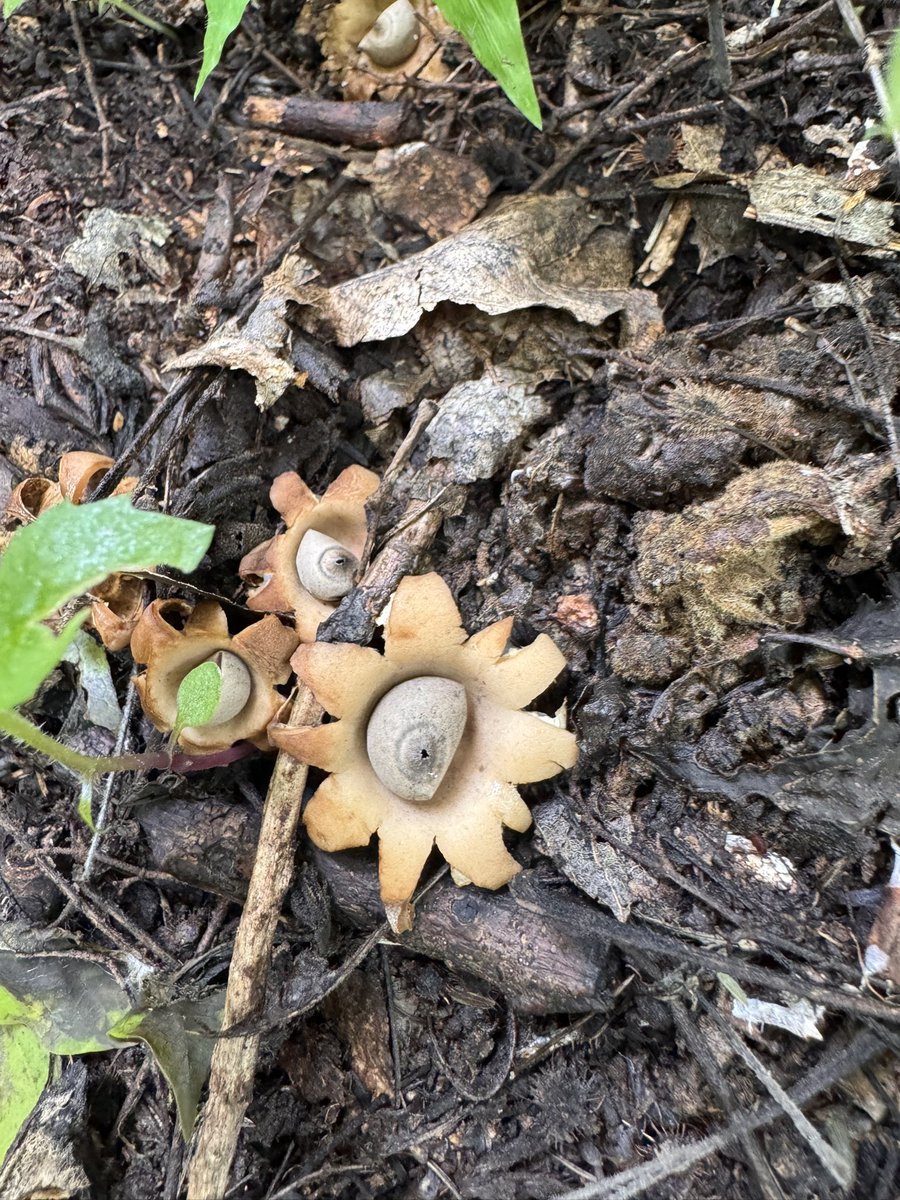 siempreviva2o2's tweet photo. @Fungi_Cosas fui a la sierra de Ahuisculco acá en Jalisco hace un par de semanas y encontré estos bebés en mi camino. Te comparto estas fotos <3 https://t.co/M8gN5sR738
