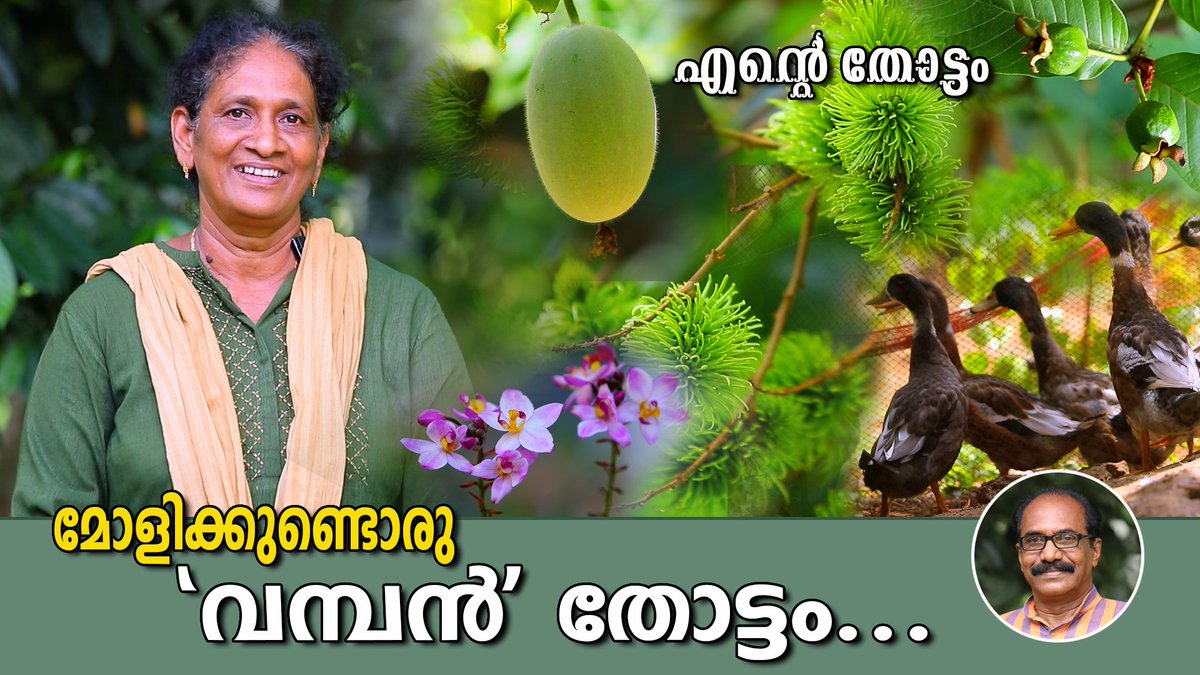 With_Roots_Tv's tweet photo. അവാർഡുകൾ വാരിക്കൂട്ടിയ തോട്ടം
# മികച്ച വരുമാനവും

#agriculture #dairyfarm #gardening #gardeningtips #entethottam #withrootstv #gardeninglife https://t.co/r1xkR2y5hh