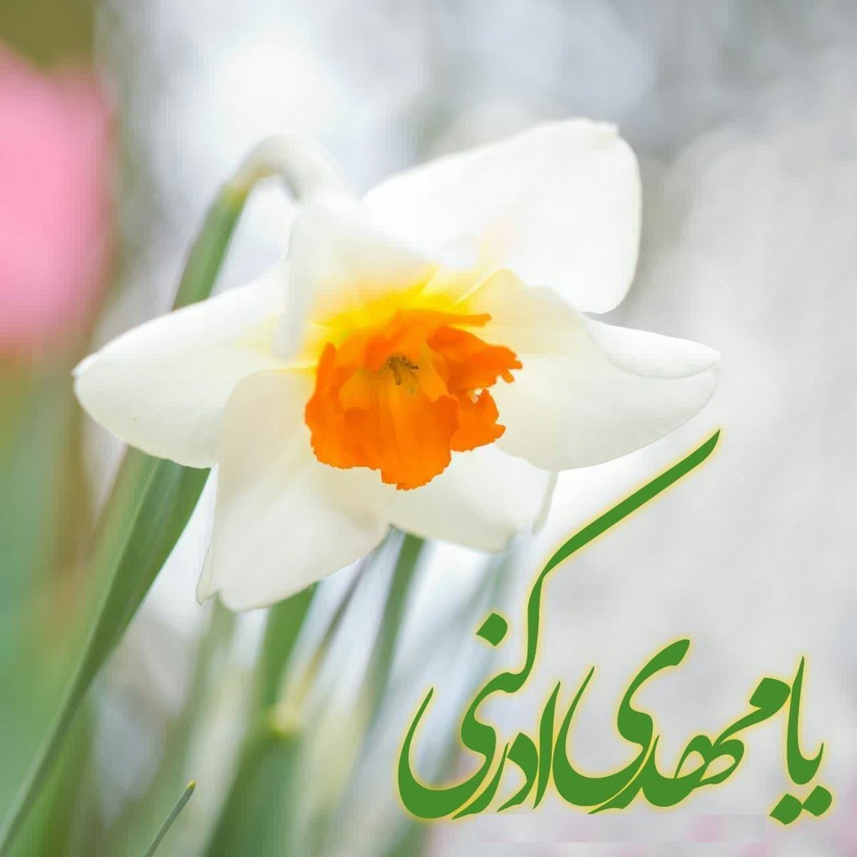 سلام حضرت گره گشا، مهدی جان 

سِرّ عاشق شدنم لطف طبیبانه توست
ورنه عشق تو کجا؟ این دل بیمار کجا؟
کاش در نافله ات نام مرا هم ببری
که دعای تو کجا؟ عبد گنه کار کجا؟

برقآمت دلربای مهدی صلوات
 #الّلهُـمَّ‌عَجِّــلْ‌لِوَلِیِّکَـــ‌الْفَـــرَج