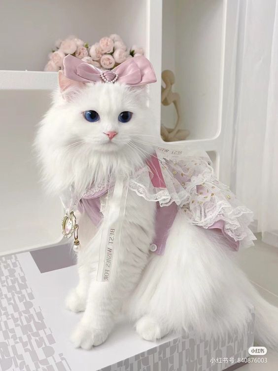 Naturecats25333's tweet photo. Beautiful cute cat https://t.co/NyyL8iw3jw