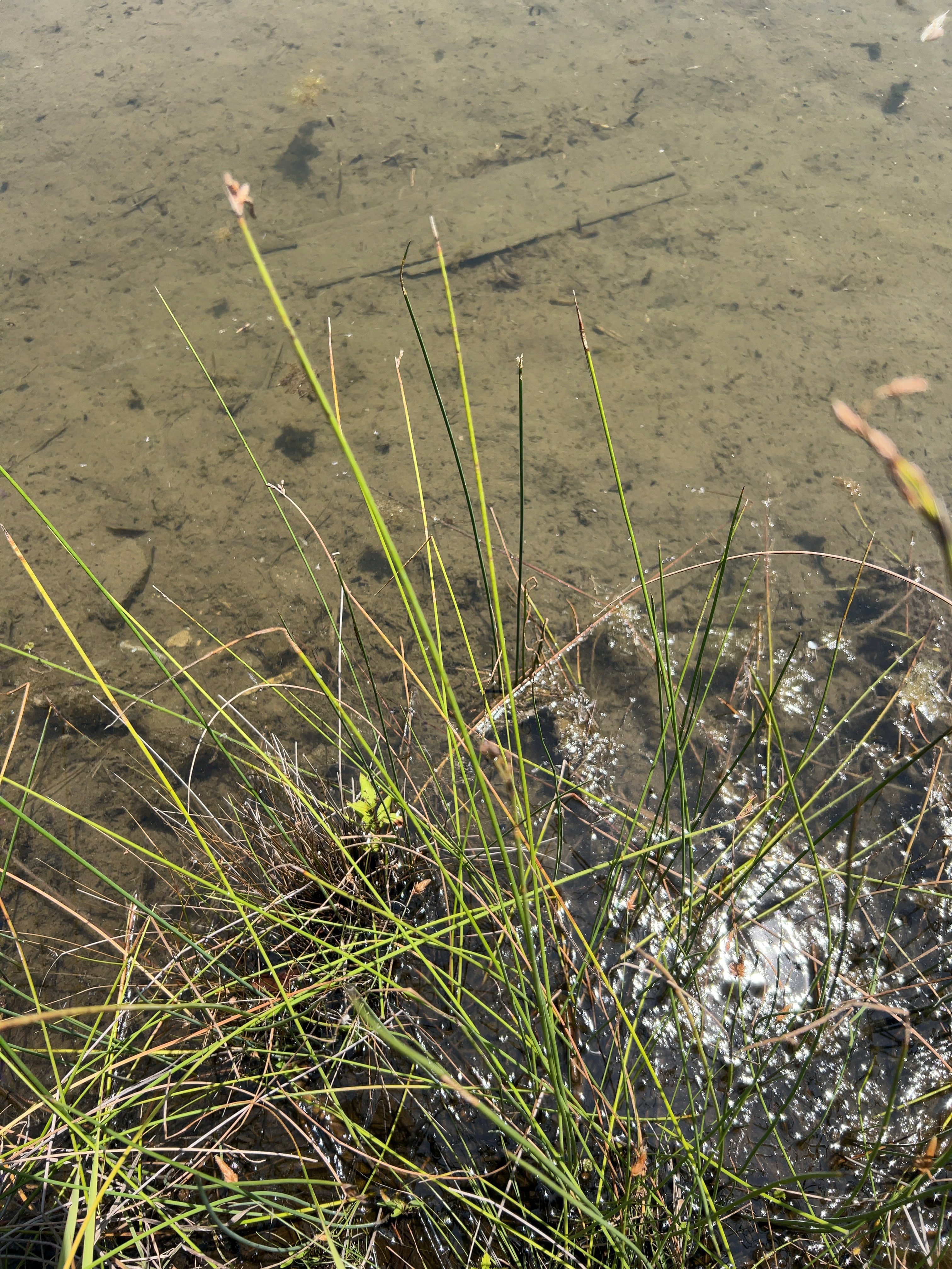山形県産　オオミクリ　希少種　日本　水草 山形県産 オオミクリ 希少種 日本 水草 - メルカリ