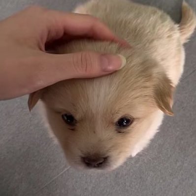 ความเป็นจริง                              สิ่งที่โยชิกิเห็น