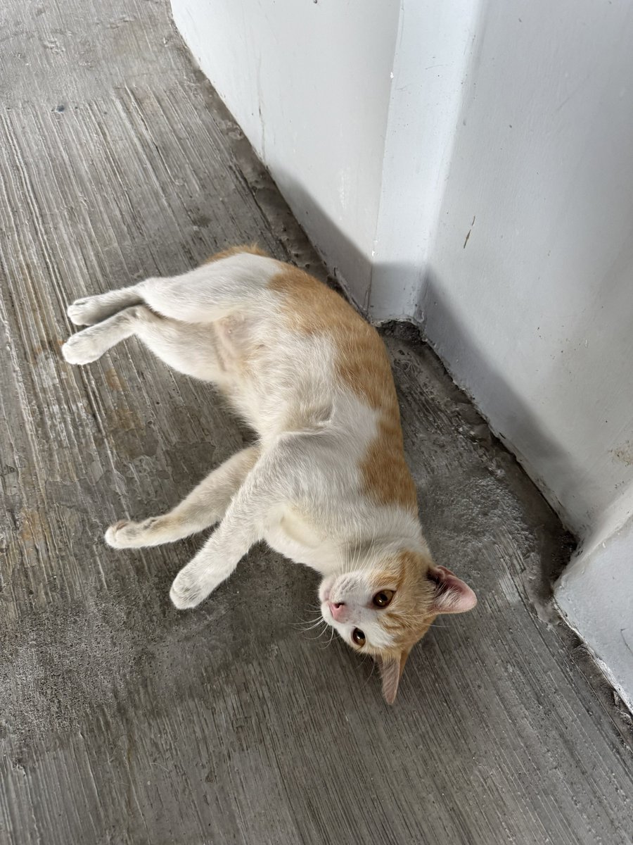C4TT000's tweet photo. ‼️ADOPT KUCING KL/SELANGOR ‼️

anyone nearby MRT Putrajaya Sentral looking to adopt new cat, please consider this manja boy!!! dia dekat area Pintu B (jalan ke KLIA Express) https://t.co/zQSvDUN8Ed