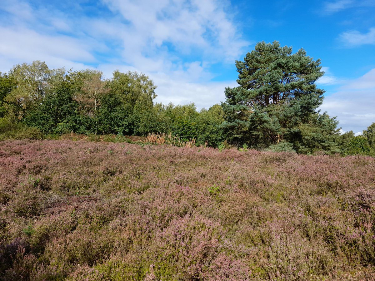 The heathland at Brereton Heath Local Nature Reserve has looked superb in recent weeks with the Heather in flower attracting huge numbers of bees and butterflies.