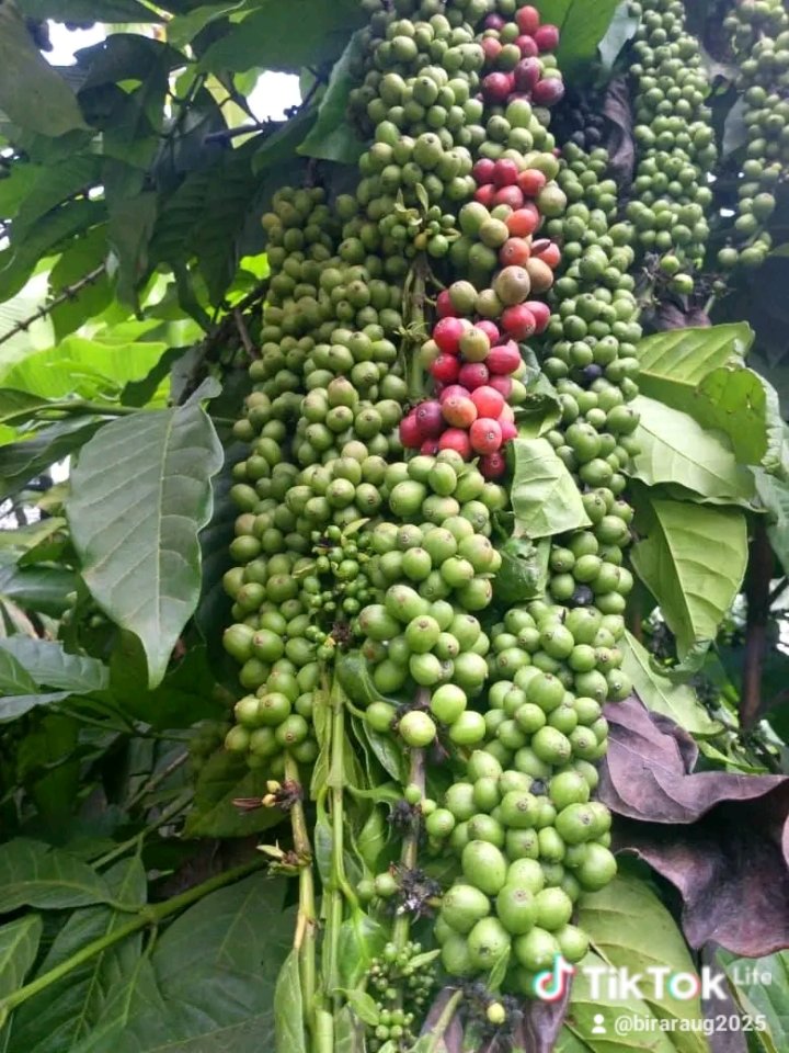 Byarugaba Remigio tweet media