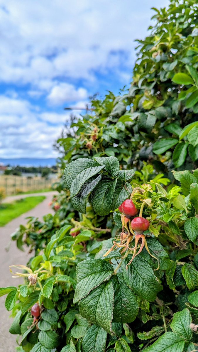 There's still time left for rosehip foraging this beautiful Autumn season 
vegenergise.com/wartime-minist…