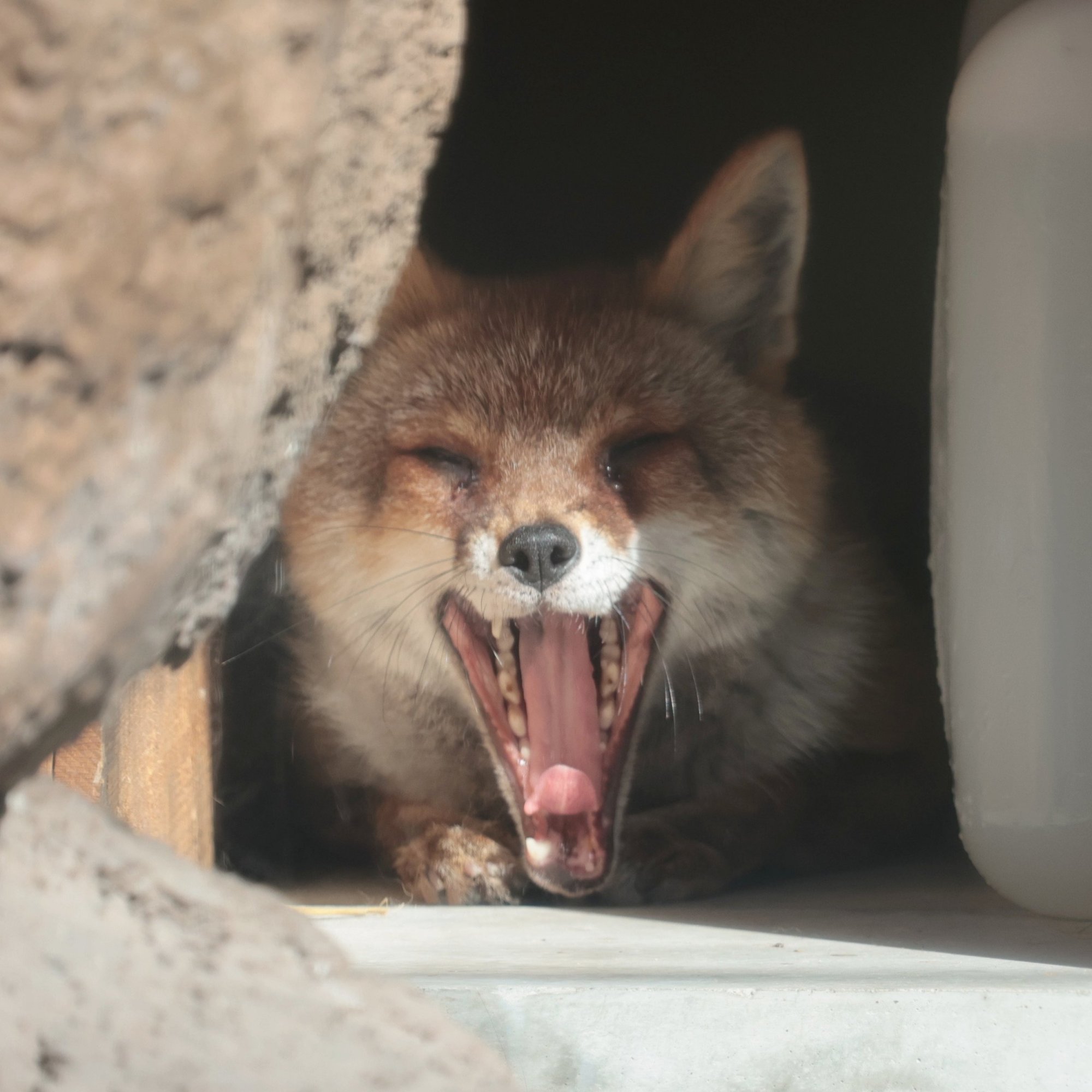 ありおす on X: 