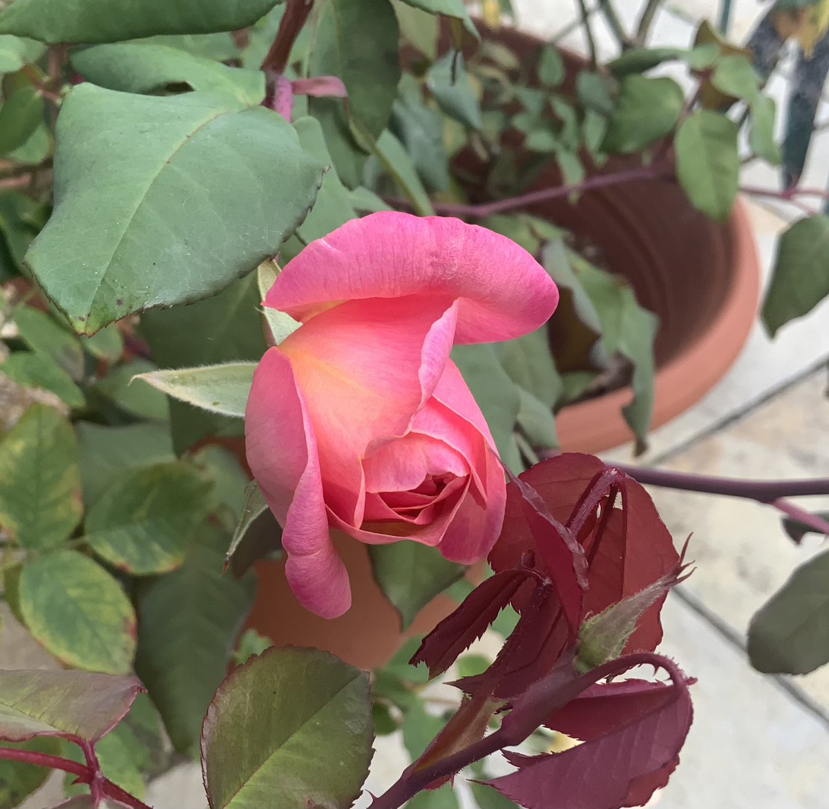 Soft light &amp; long shadows, it can only be #September.
Peach Melba, Cornelia, Felicia, Clementina Carbonieri, a joy to find on my morning wander. What delights await in your garden? 
Have a good week everyone, take care. 
#CheeringUpMondays #roses #GardeningX 
<a href="/kgimson/">k gimson 🌻🐝</a>