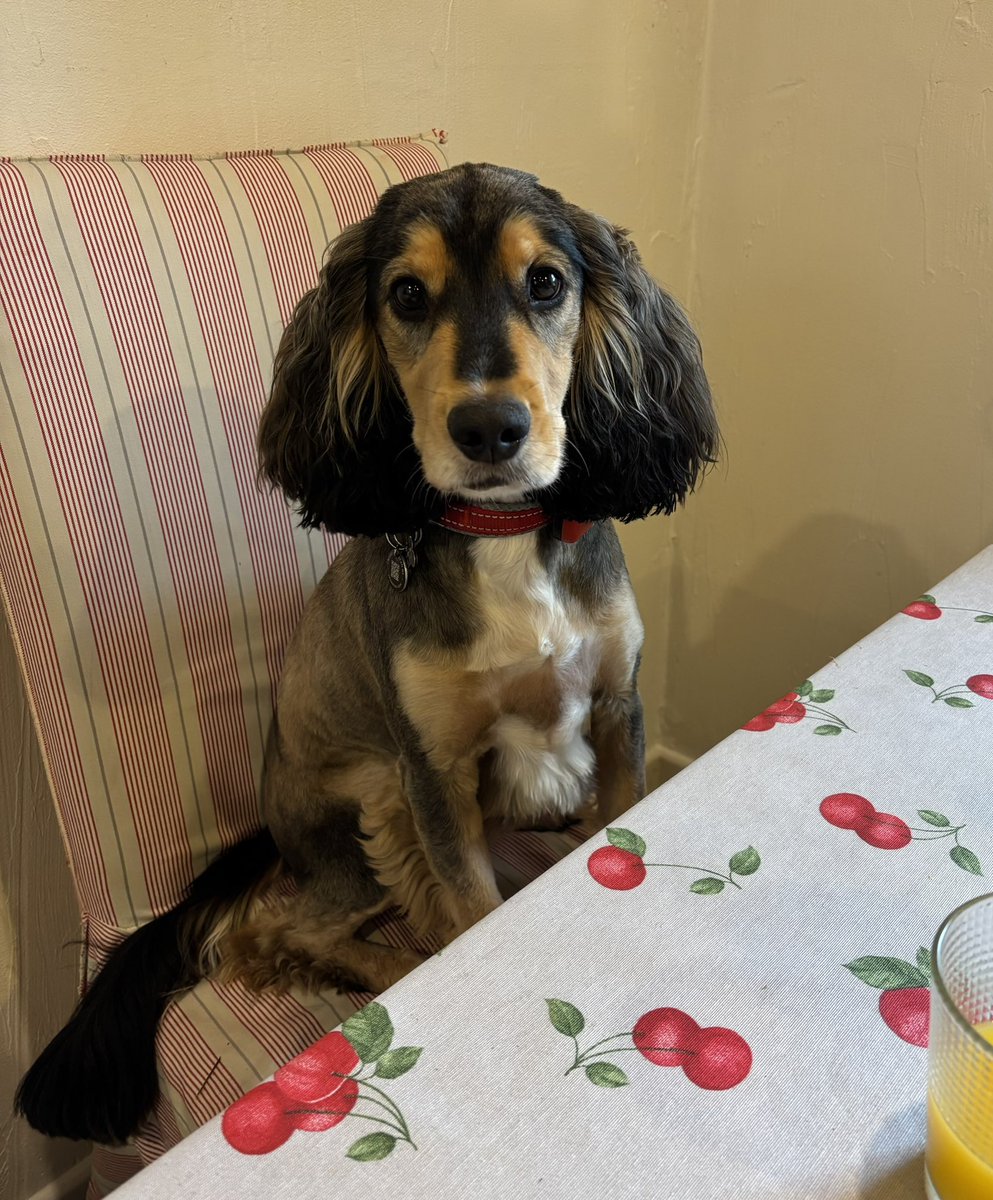 dr_cheeky's tweet photo. Would sir prefer his eggs scrambled or poached?
#Harry
#BratRat 🤣 https://t.co/OceABq5f2D