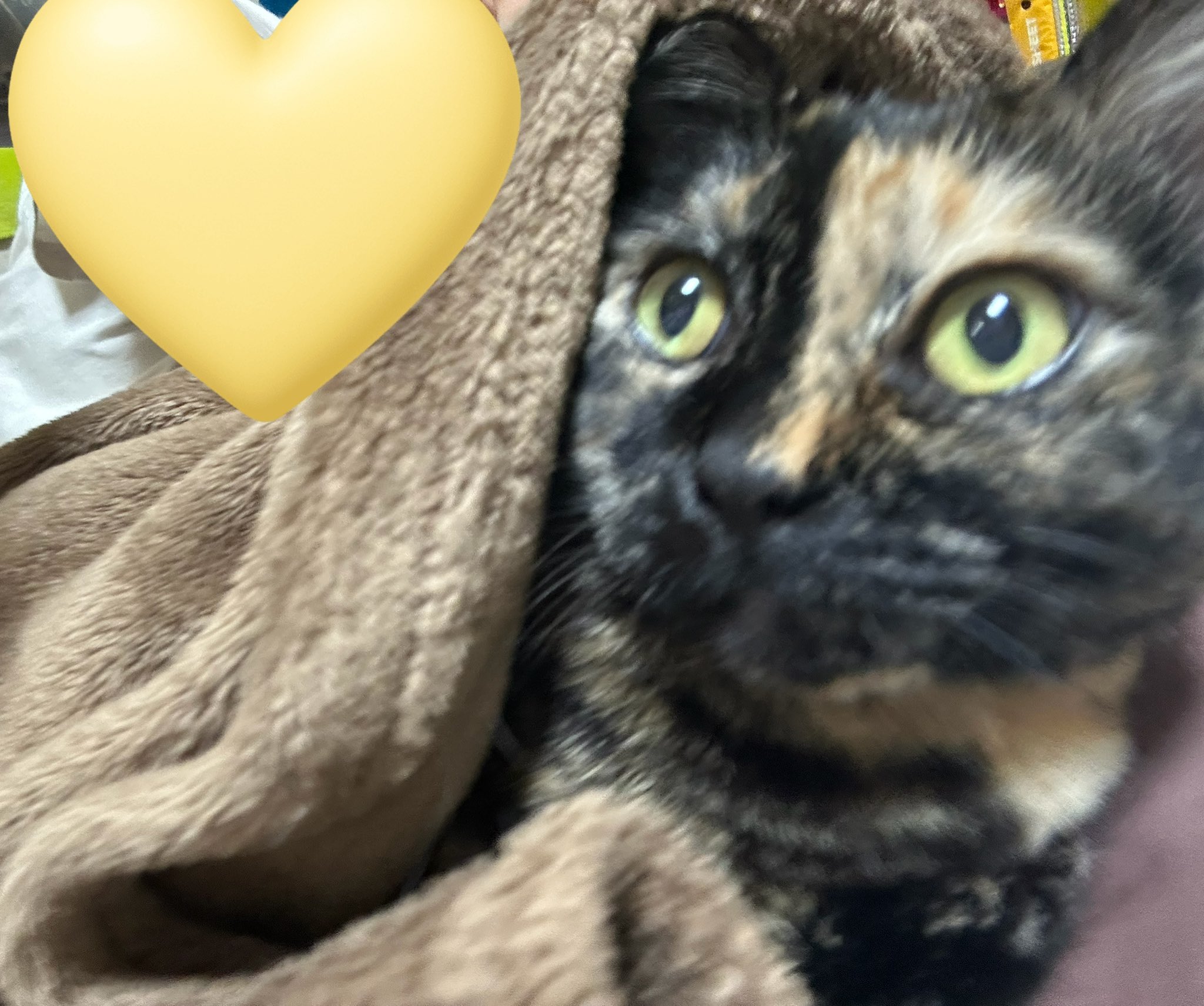 ♡みいこ♡オーダーご確認ページ‪ෆ  ̖́-‬ おみぃ子 (@mii19940705mii) / X