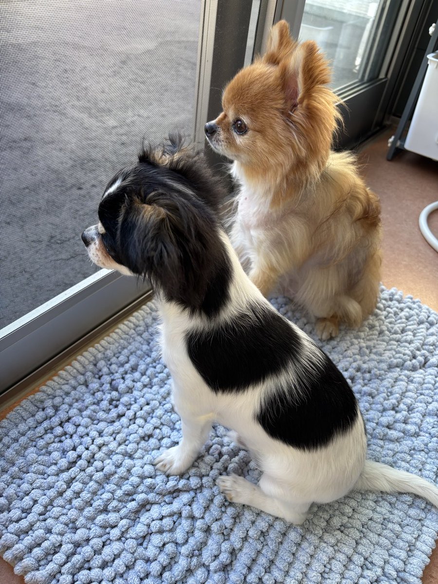 仲良く警備する兄弟🐶🐶