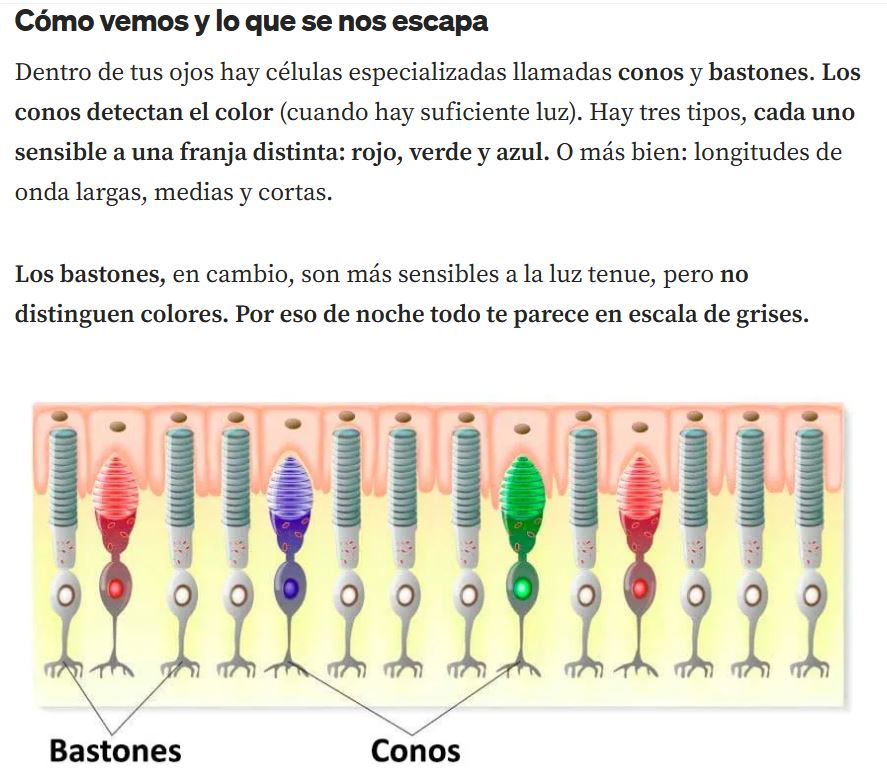¿Y si los colores fueran solo un truco brillante del cerebro? - Monet no solo pintaba distinto: veía distinto.

medium.com/@irenecldesign…