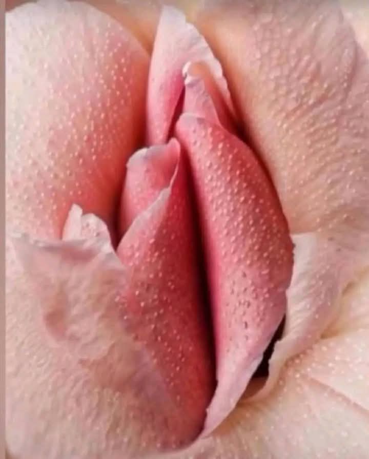 احلي ورده واحلي ريحه