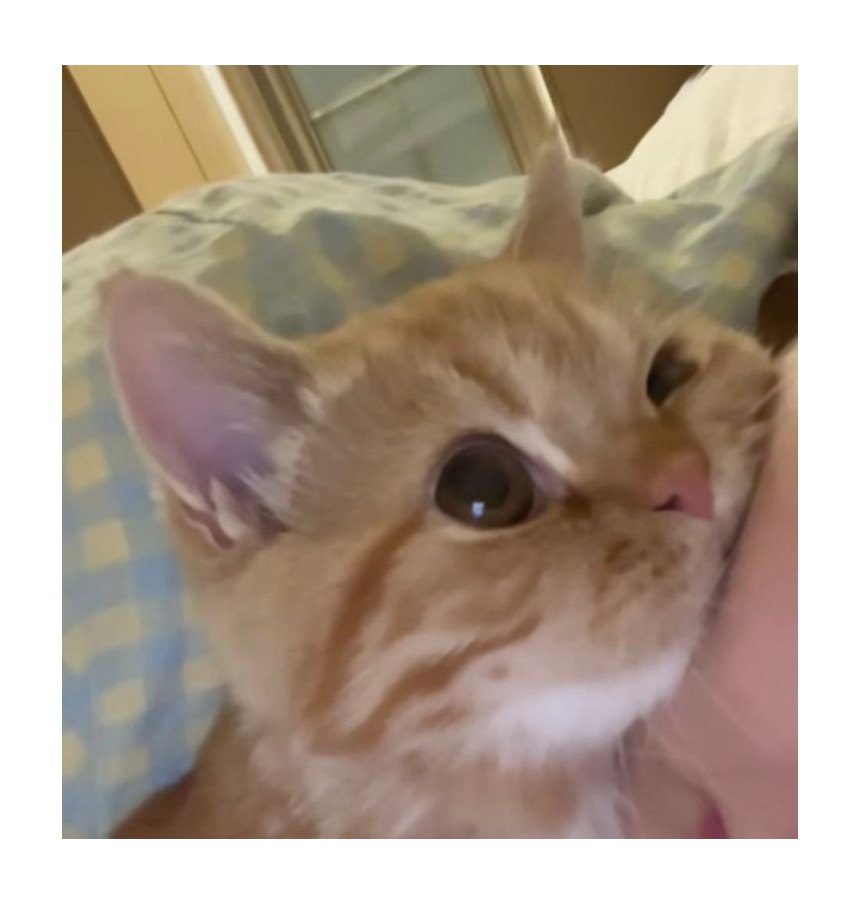 GENTLECAT (@gentleeeeeeecat) on Twitter photo 