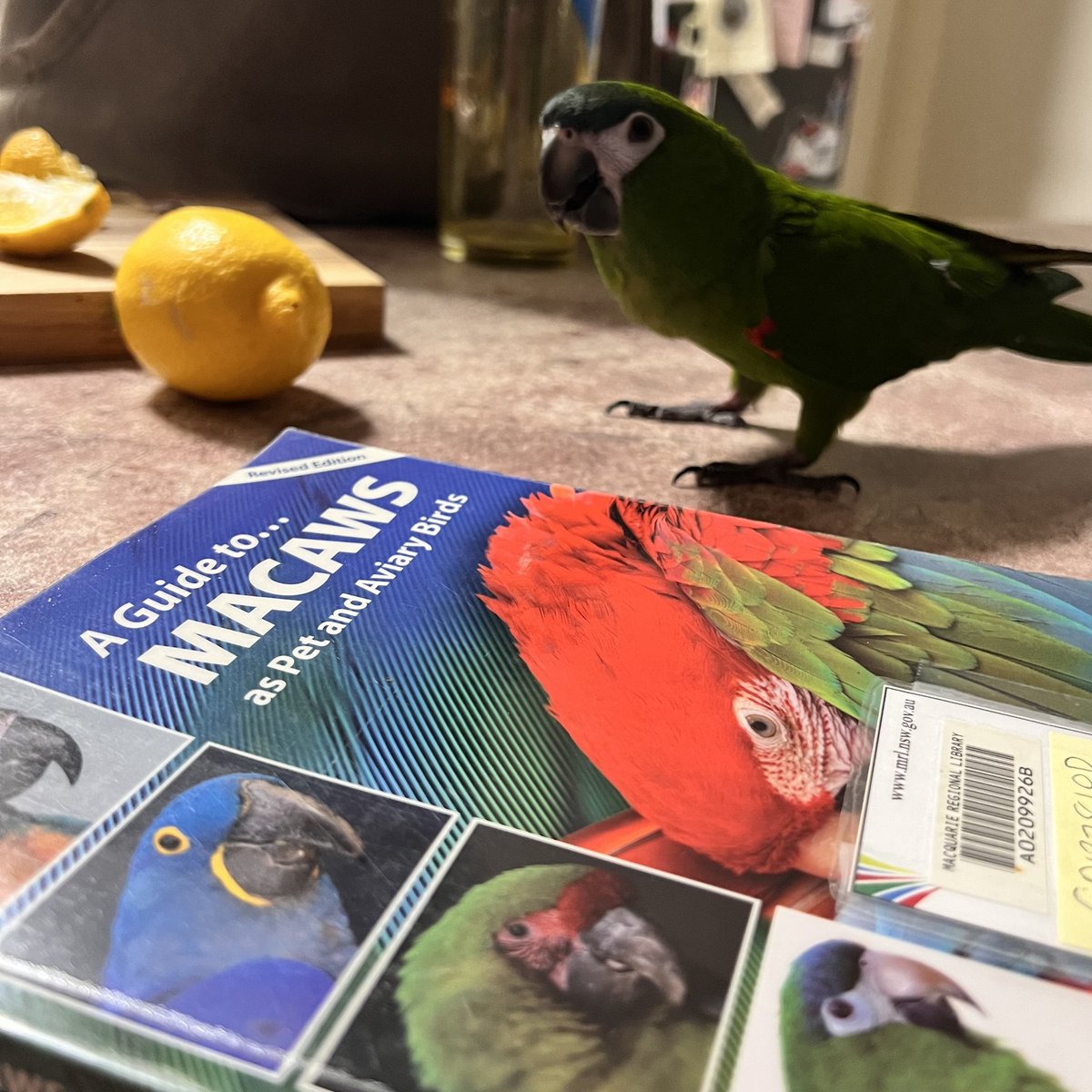 MacquarieRegLib's tweet image. A little birdy told us that a happy customer enjoyed their recent interlibrary loan ordered through Dubbo Library. 
🦜
Are you after something specific and can&apos;t find what you&apos;re looking for? Ask us about our Inter-Library Loan service! 📷