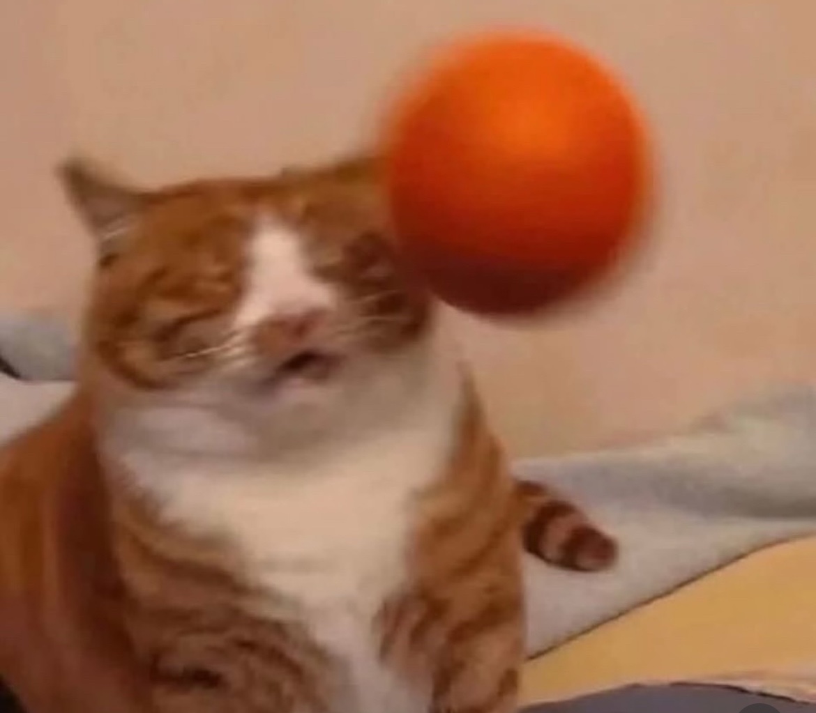 lined cats (@linedcats) on Twitter photo 