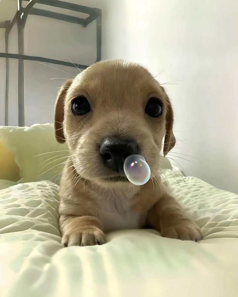 köpek t (@kopekist) on Twitter photo 