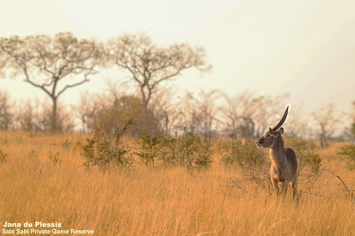 SabiSabiReserve's tweet photo. True to its name, the #waterbuck thrives near rivers & dams—cooling off and escaping predators in the water. This morning, a majestic bull grazed along a riverbed, offering guests a perfect photo against the scenic backdrop. https://t.co/PMSl40mgnR