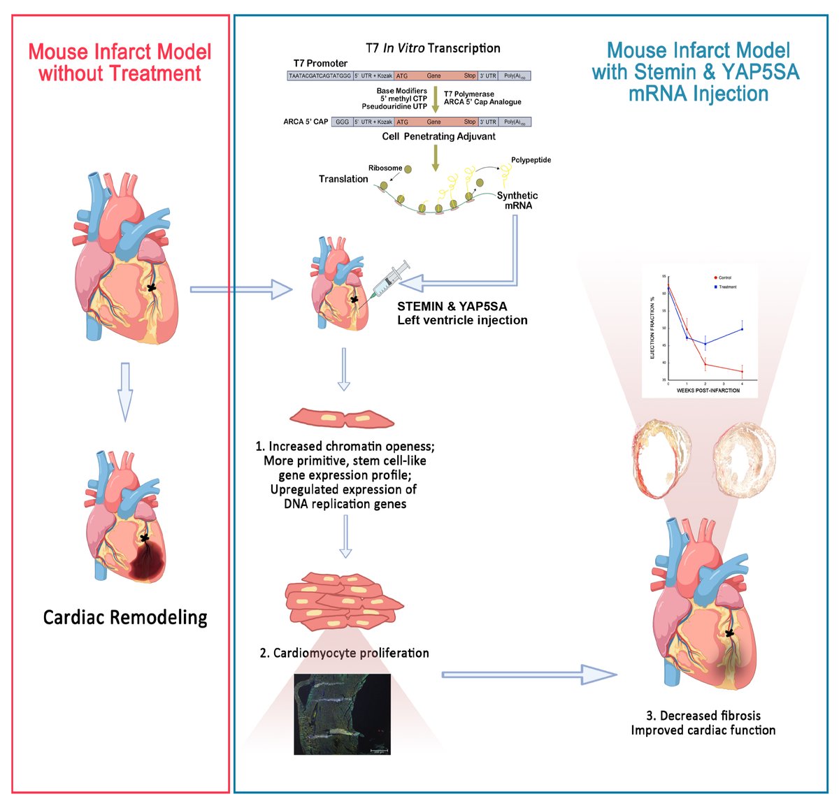 JCA_Journal's tweet photo. "STEMIN and YAP5SA synthetic modified mRNAs regenerate and repair infarcted mouse hearts" 🧬❤️
🔗 Read more:
https://t.co/lAOHyIEmZM
#Cardiology #HeartRegeneration #mRNA #STEMIN #YAP5SA #BiomedicalResearch https://t.co/jM9UmZ1XNp