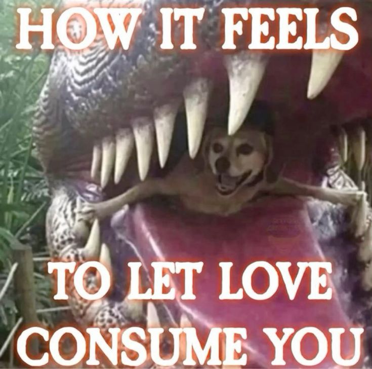 caninepoetry (@caninepoetry_) on Twitter photo 