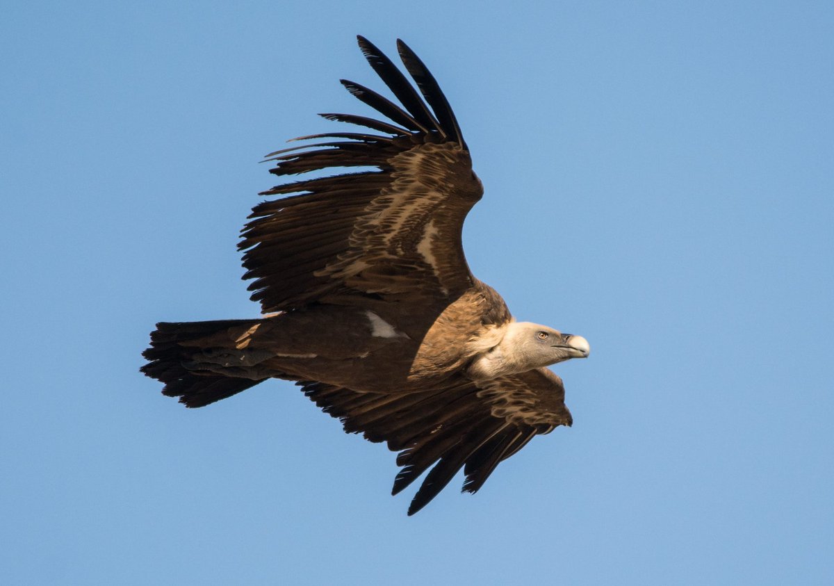 Griffon vulture