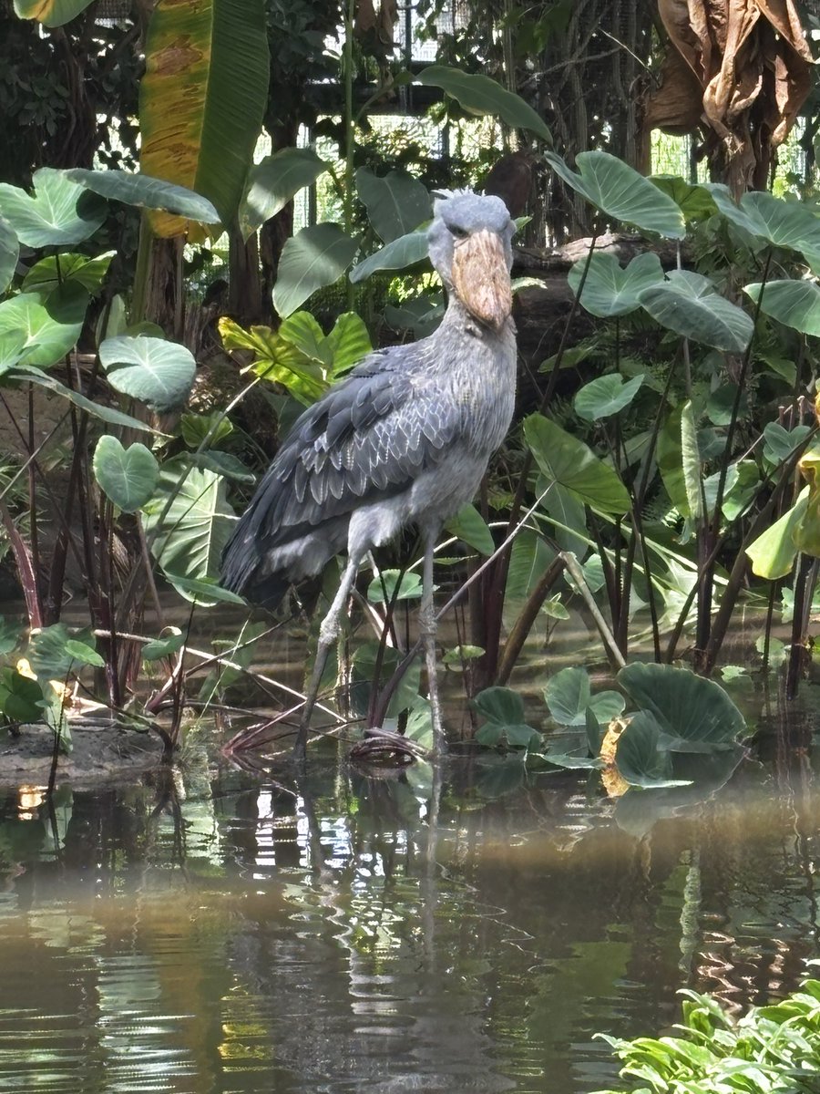 HSP33966126's tweet image. #POWEROFKOBE  楽しかった🌊
HEYのサークルで漫画みたいに派手にズッコケたりホルモンでヘドバンしすぎて腰終わったり貴族価格(¥2500)の神戸牛すじカレーの神戸牛ステーキのせ食べたりひつじさんのおケツかゆかゆ見れたりイケメンハシビロコウ見たり刺激たっぷりの神戸旅行でござんした🐰🐱🐻🐤