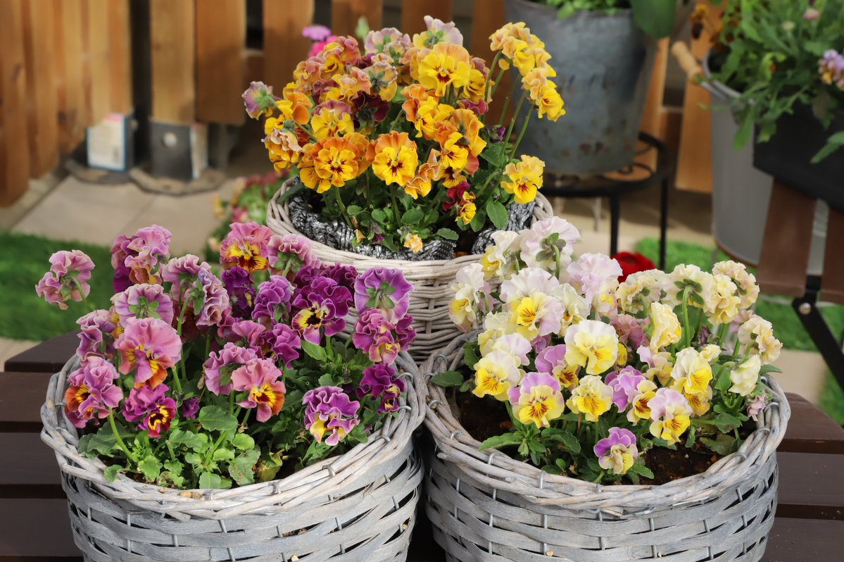 正規品　蕾2つ付き　和バラ　8号鉢 楽天市場】送料無料【レヴリ 8号鉢 春開花株 切り戻し】鉢植え バラ