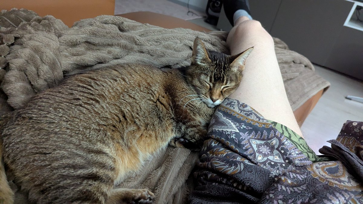 You where the fluffiest and cutes Cat i knew...
My Cat Toffee Peacefully didnt wake up this morning after being sick for the Last week at the age of 17 and a Happy Life with us.
No more catpictures from now on.
May you Rest now.