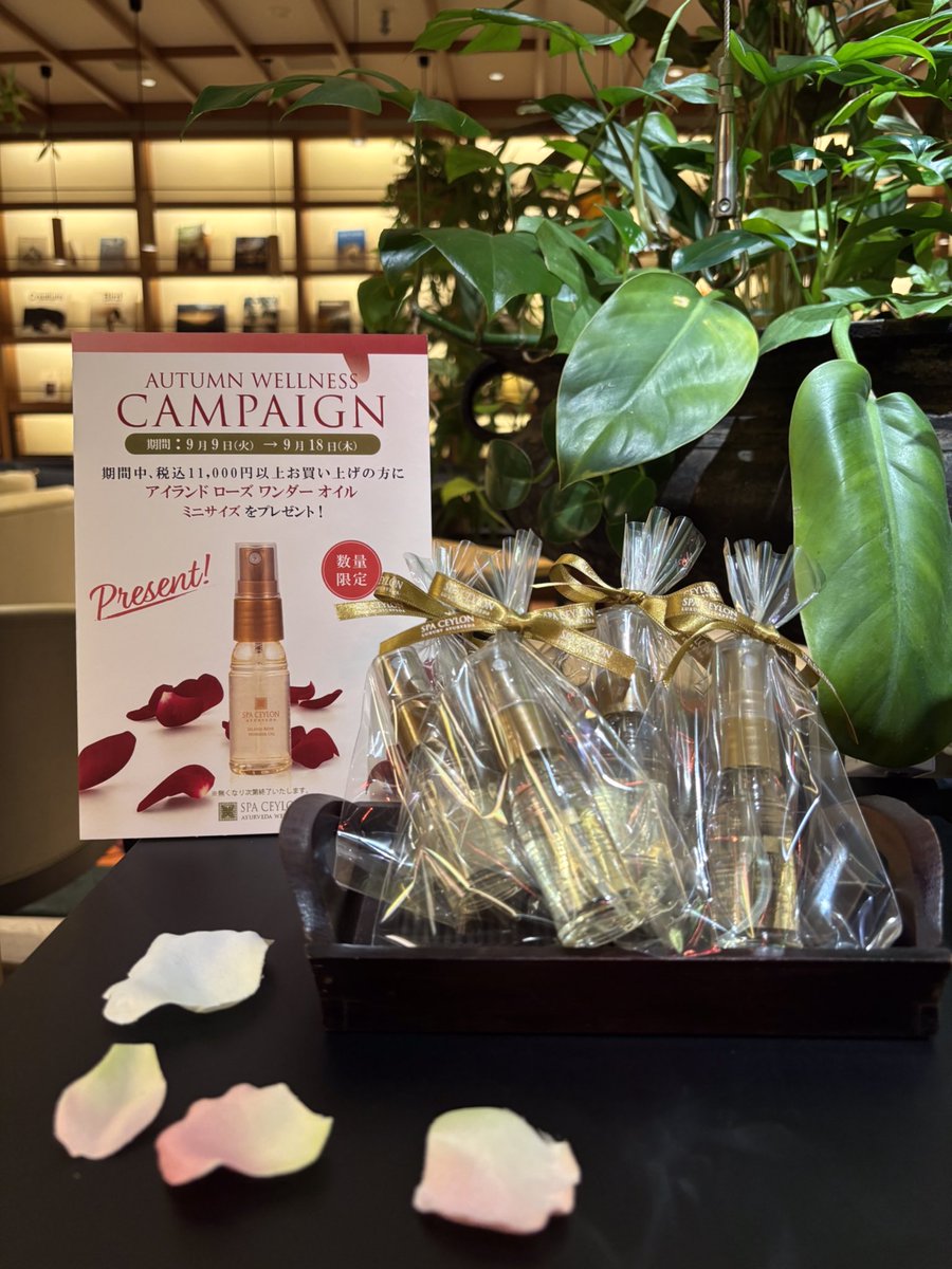 限定1点】スリランカ スパセイロン ホワイトジャスミン 限定1点