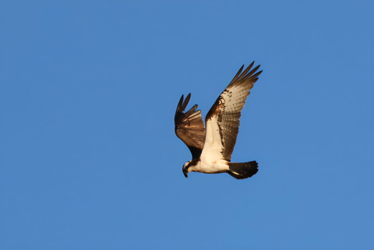 Andybirding tweet media