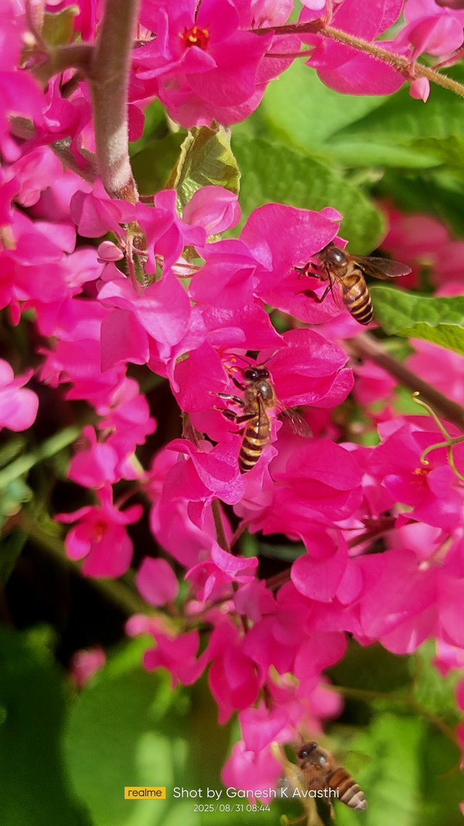 Devavasthi's tweet image. Monday 8 September

Today’s Daily Picture Theme is ‘Visitor&apos;

RT or reply with your own photo 

Tomorrow’s theme will be ‘Wander&apos;
#DailyPictureTheme