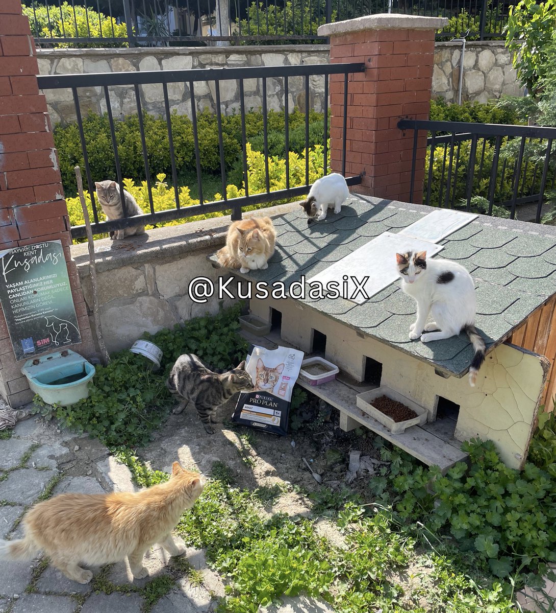 Kuşadası, Ege Mahallesi'ndeki kedi evimize misafir geldi. Duvardaki gri arkadaş çekingen gözlerle bakıyor, eve kapağı atmanın yollarını arıyor.

Gel bakalım, senin için de yerimiz ve mamamız var.

#Kuşadası #Kediler #Cats
