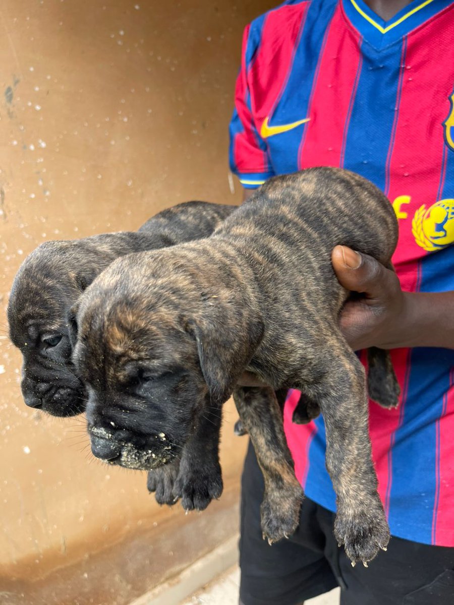 Meji147's tweet photo. Good morning World 🌍
I Sell &amp; Deliver All Breeds Of Dogs Anywhere in Nigeria 🌍
Please Refer &amp; Repost For More Audience 🙏🏾🙏🏾 https://t.co/ArwhxWhJzg