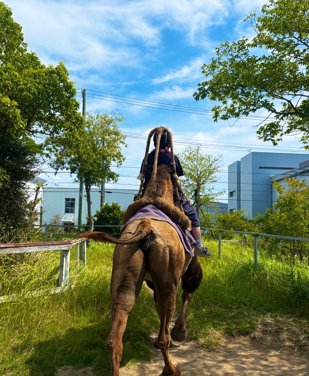 HSP33966126's tweet image. これ全部ひとりでやっちゃうあたり、
#HSS型HSP なんだな、、、て思った🤣
体の疲れ半端ないけど心の充電は満タン⚡️
ちなみにラクダにも乗りました🐫🧡
はじめての景色、匂い、食べ物、刺激❣️
BIG LOVE♥️