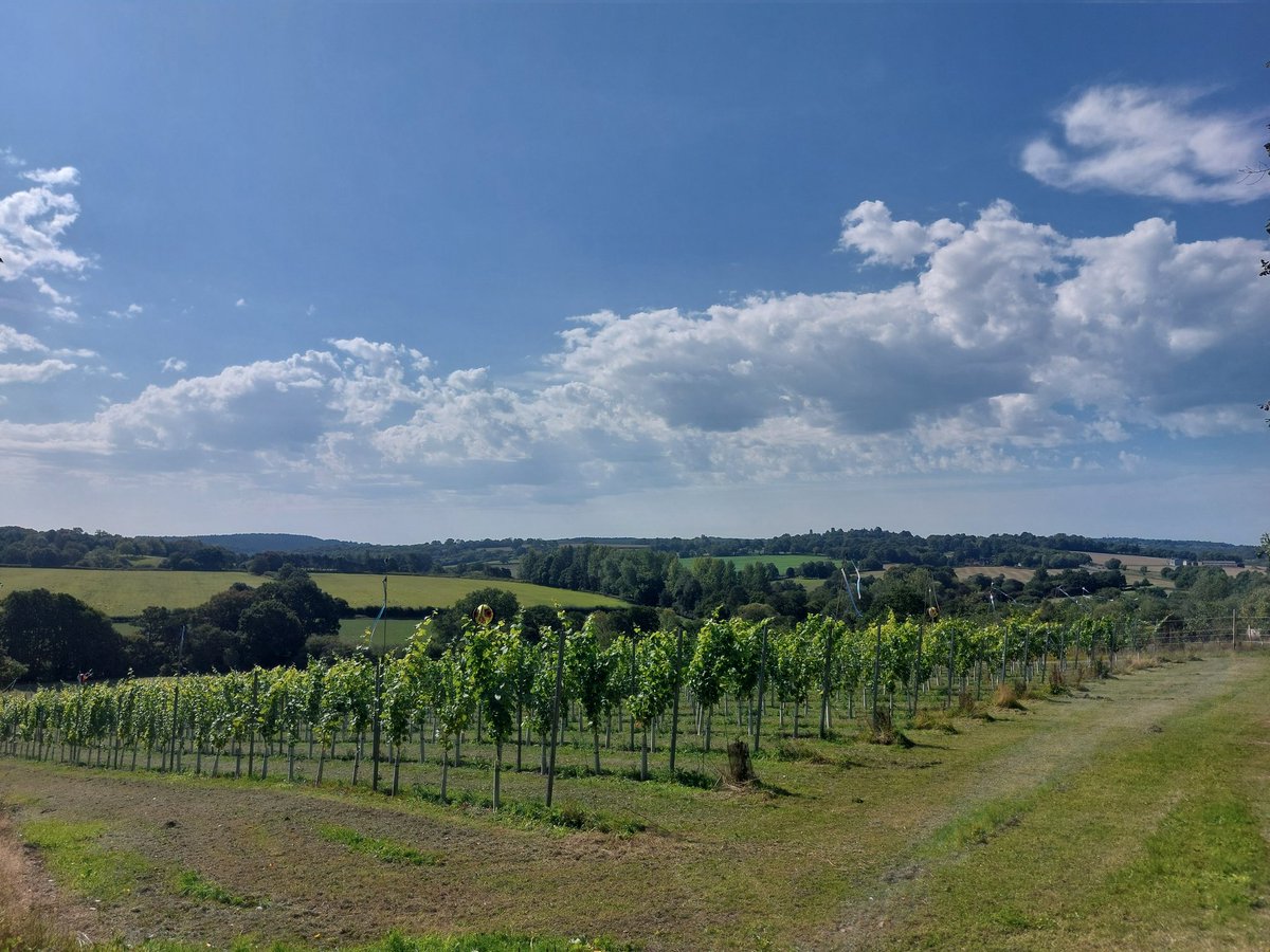 This Saturday 13 Sept is the last tour and tasting at Wildwood vineyard before we close for the season. Places still available at midday and 2pm. Booking via our website. #wine #vineyard #tunbridgewells