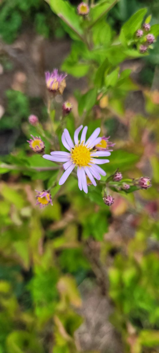 Phil ~🐦🦔 Long ιѕ тнe r0@d ~🐦🎶🌿🦔🎸🎧 tweet media