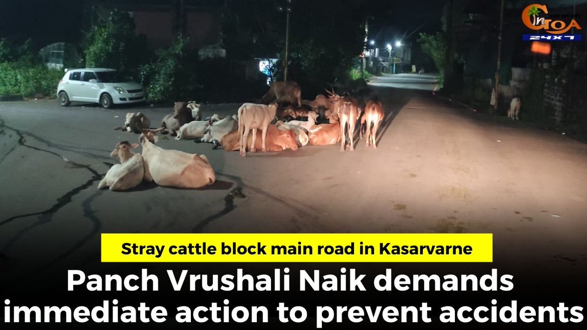InGoa24x7's tweet photo. Stray cattle block main road in Kasarvarne, Panch Vrushali Naik demands immediate action to prevent accidents
WATCH: https://t.co/WOJsP1ttfr
#goa #goanews #Straycattle #block #mainroad #accidents https://t.co/xhGhVeOqhZ