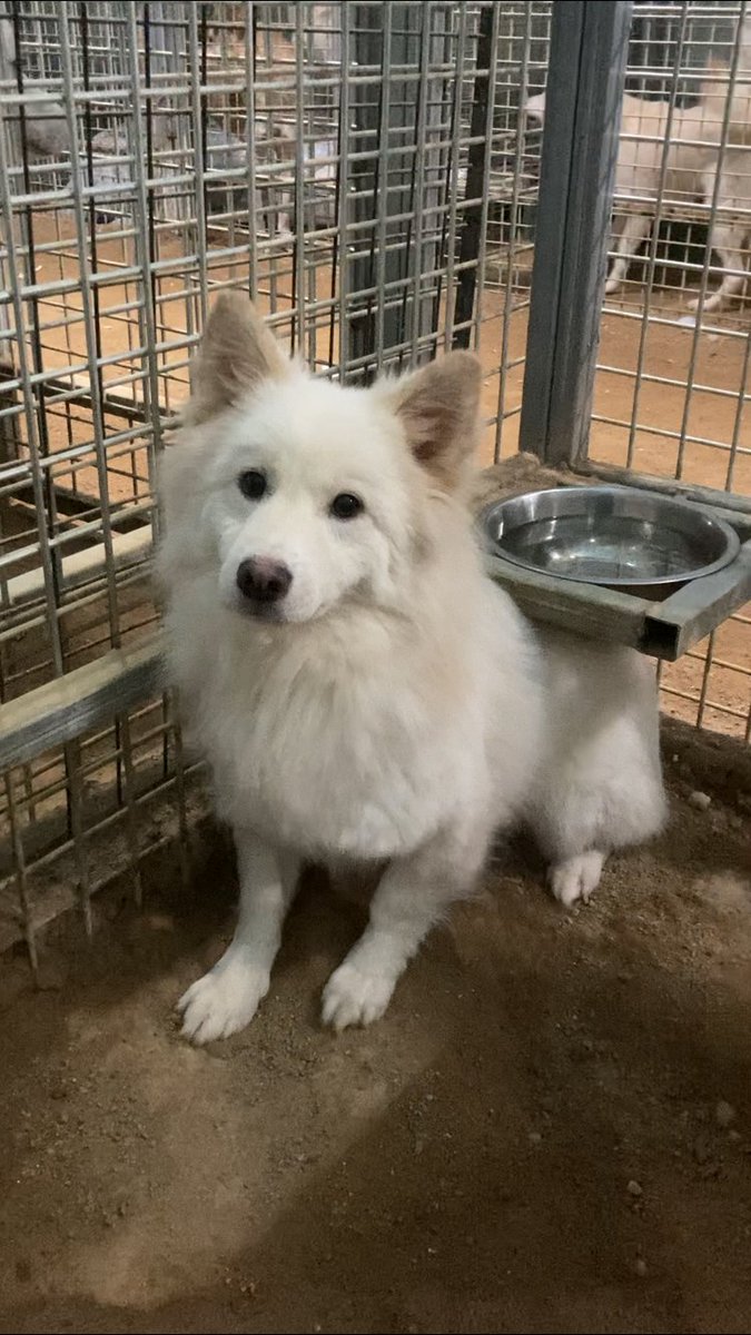 태영이 북실 버전의 심드렁 멈 발견!
#행동사우니 는 성격도 태영이같은지 겁도 살짝 있지만 그렇다고 호다닥 도망가지는 않으며 약간의 거리를 두면서 조심스레 지켜보는 타입인듯.. !! 하 너무 귀엽다... 
저 심드렁한 듯 무심한 눈빛과 북실한 털, 멈비티아이 대문자 I일듯 완전 내스타일 ㅠㅠ