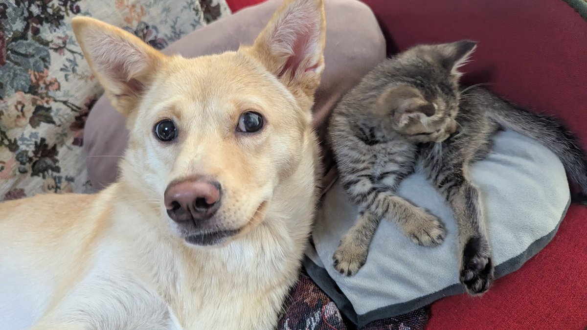 今日の全員協議会は、決算勉強会でした！
費用対効果を考えつつ、事業についての質問を致しました。
CATV中継があったので、後日録画がYouTubeに上がる予定です。

頭を使ったので癒しの甘いエキスを吸います！！！🐶🐱