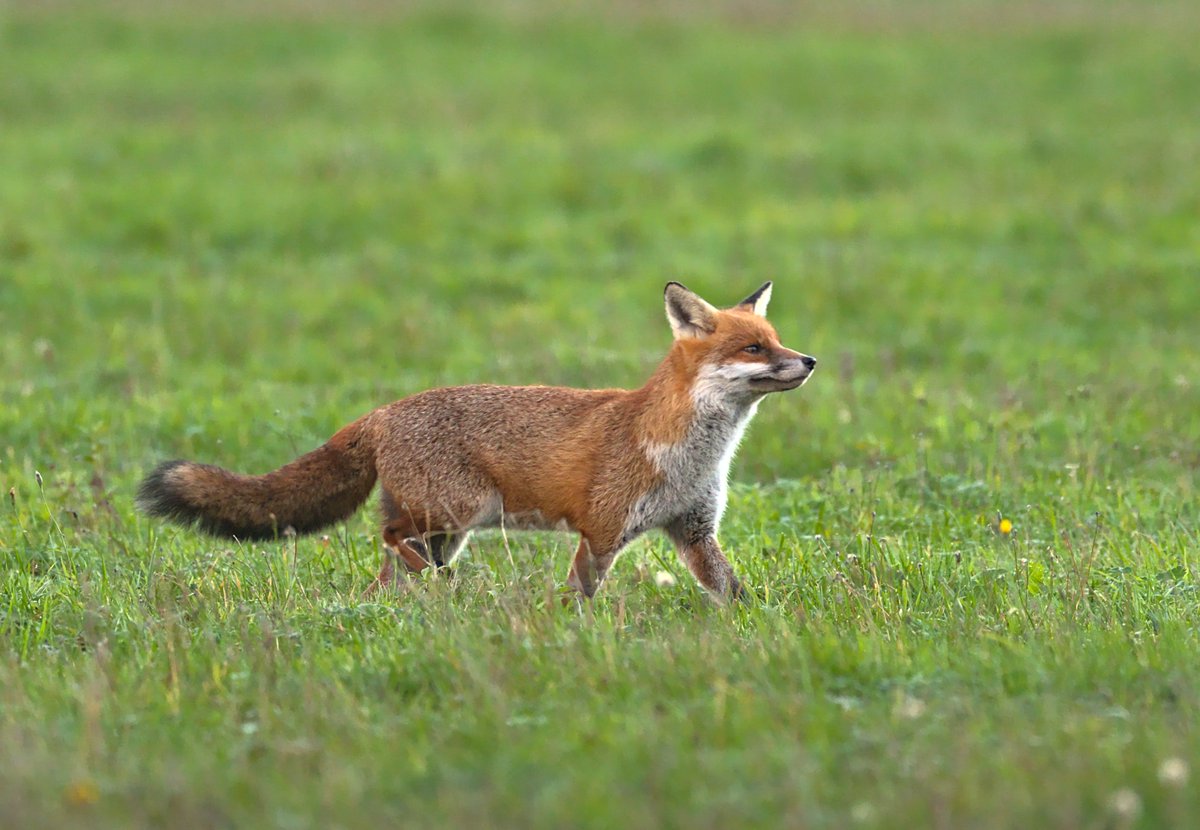Foxes are wild animals, but their relationship with humans in ancient. In 2011, researchers opened a 16,500 year old grave in Jordan, to find the remains of a man and his pet fox. This was 4000 years before the first known human and domestic dog burial. #nature #fox