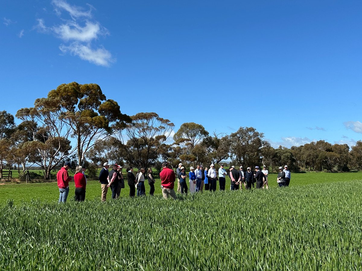 SA Drought Resilience Adoption and Innovation Hub tweet media