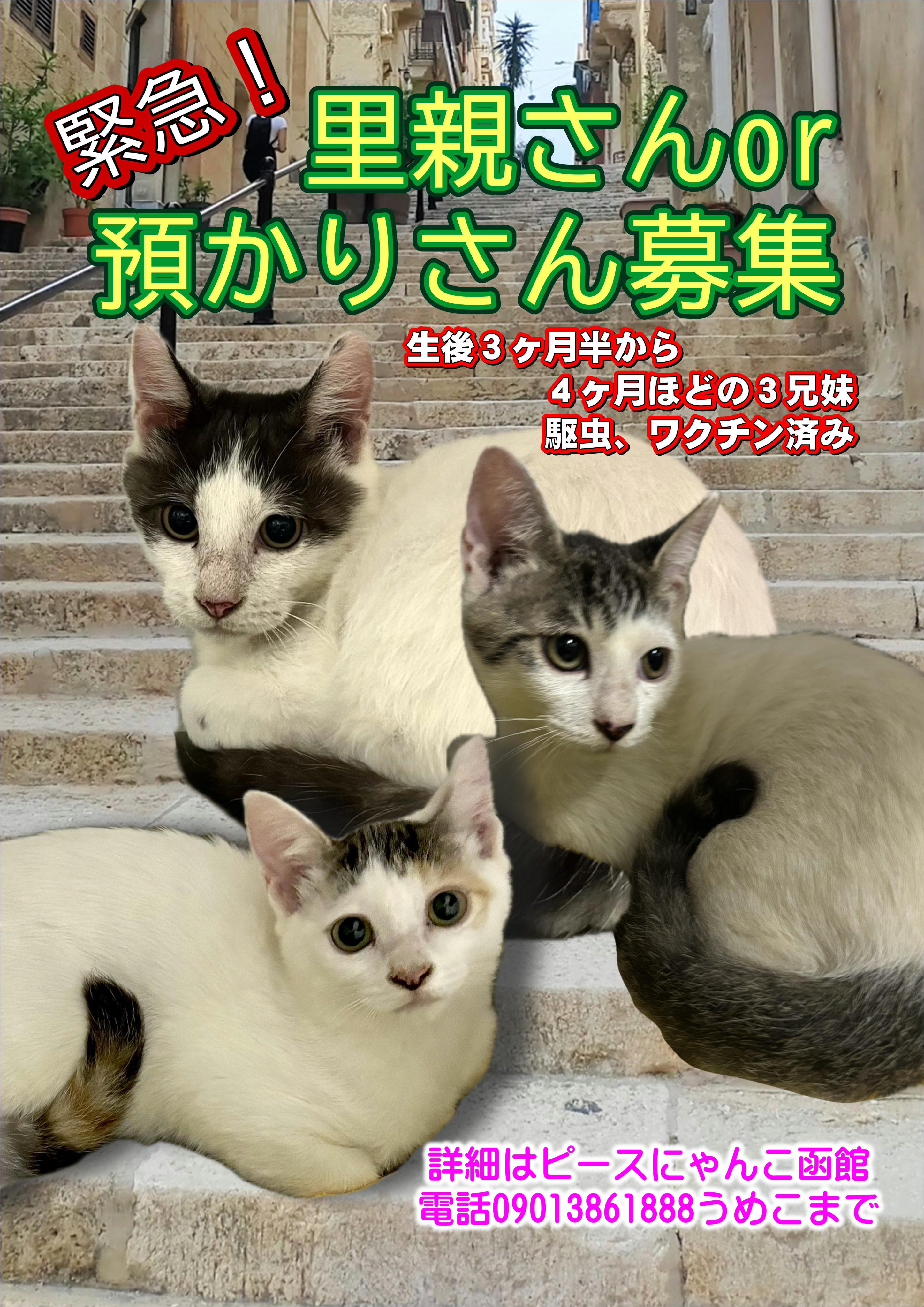ねこ 楽天市場】「送料無料」猫 おもちゃ 鳥 ピョンピョンバード 鳥