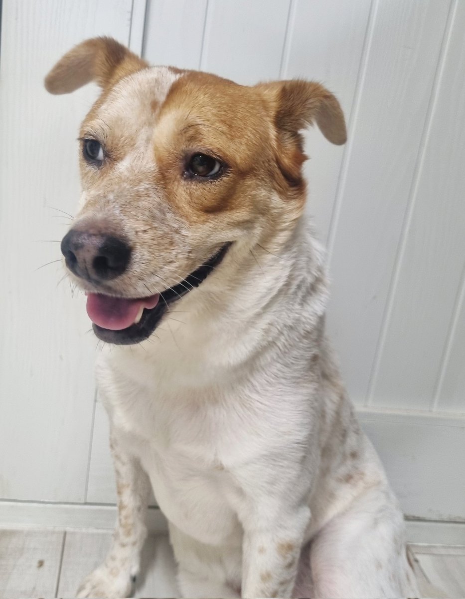 집에 오자마자 찰푸닥 앉아서
파워냉방은 멀었느냐~~~~????이러고 있어요

#가족찾는마일로