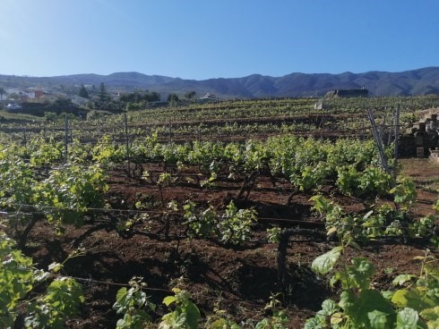La Pequeña DO <a href="/tacovin/">Tacoronte-Acentejo</a> toma medidas conjuntas con gmr y el gobierno canario para poner coto al brote de filoxera surgido en alguna cepas