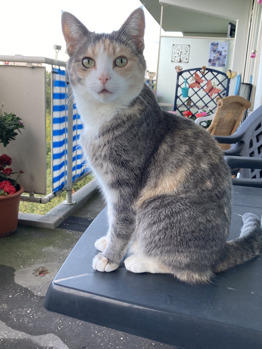 Huh is ut alweer maandag🙀 pfff gaat dat snel seg nou goedemorgerus dus en een fein daggie alletjes 😻😽